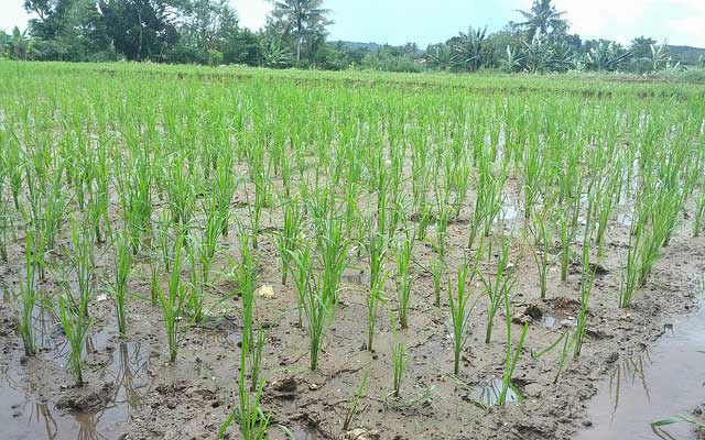 Budidaya padi organik dengan metode SRI