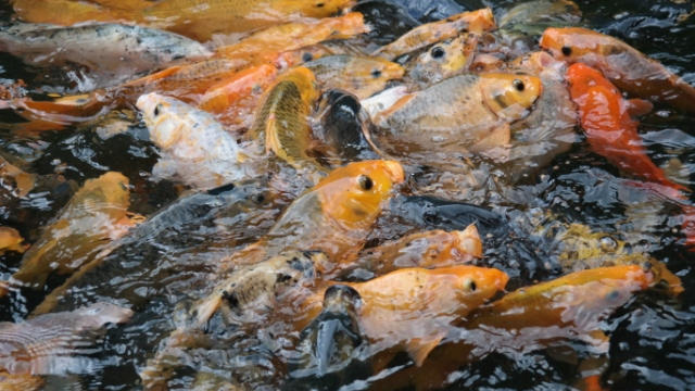Budidaya Ikan mas