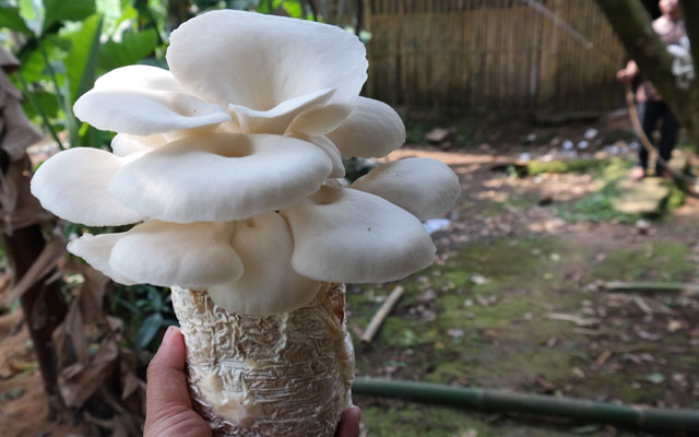 Cara budidaya jamur tiram putih
