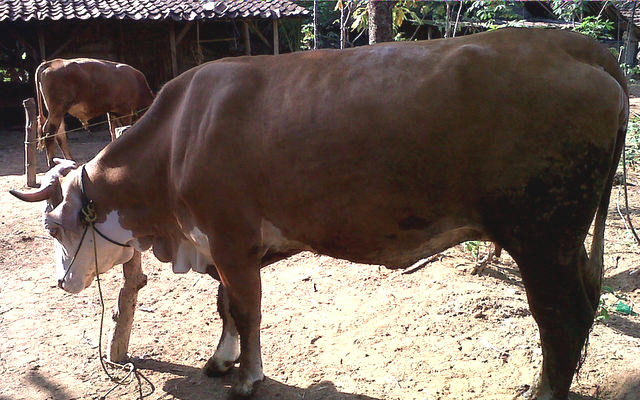 Panduan umum ternak sapi potong