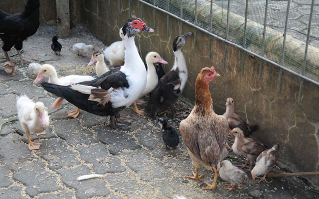 Panduan umum cara ternak ayam kampung