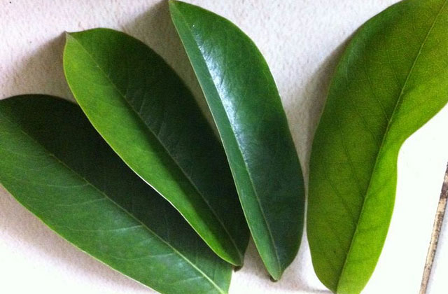 Spesifikasi daun sirsak untuk bahan baku herbal