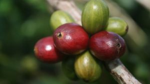Jenis dan karakteristik kopi robusta
