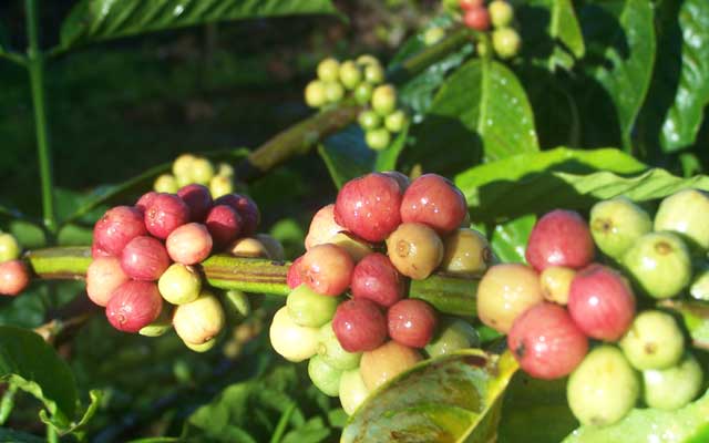 Cara memanen buah kopi