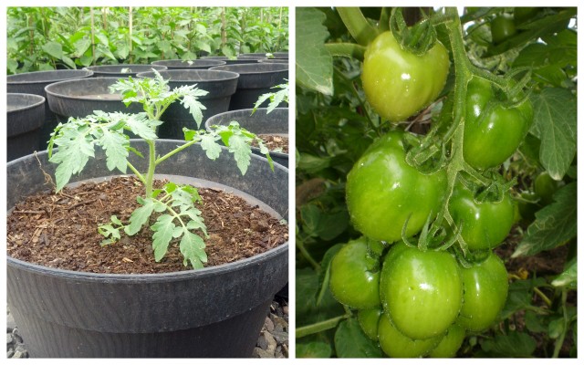 Cara menanam tomat dalam polybag