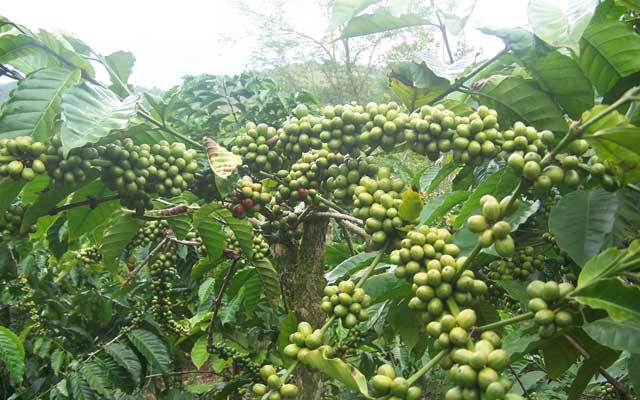 Cara memperbanyak tanaman kopi dengan benih