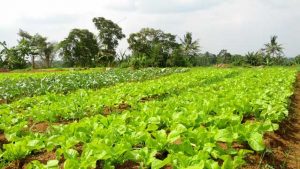 Panduan dasar pertanian organik