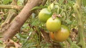 Hama dan penyakit tanaman tomat