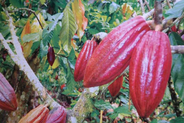 Teknik Pengolahan Pasca Panen Biji Kakao Alamtani