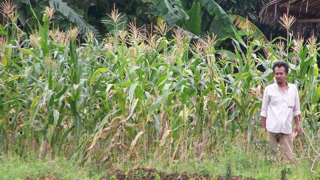 Cara menanam jagung dengan metode tanpa olah tanah - ALAM TANI