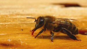 Jenis-jenis lebah madu