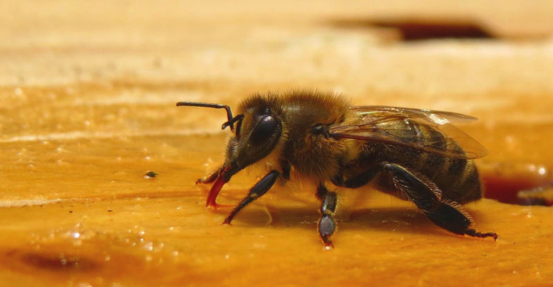 Jenis-jenis lebah madu